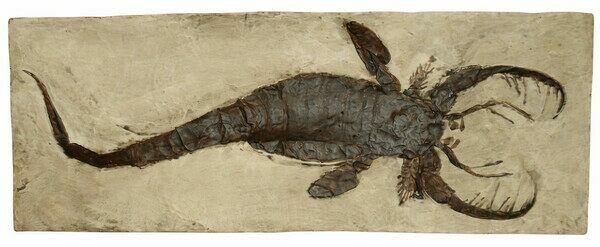 A cast of the Silurian giant Eurypterid Mixopterus.